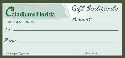 gift certificate